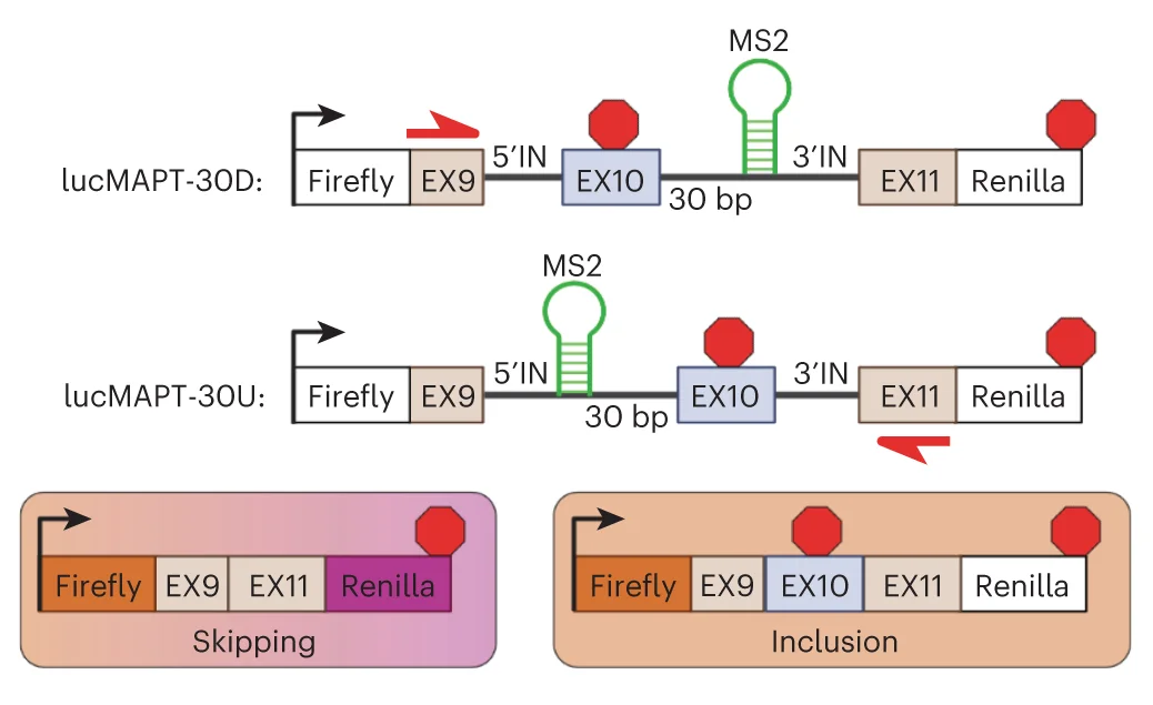 Open access visualization of Workflow, Illustration, Luciferase Reporters, mRNA Processing, Isoforms
