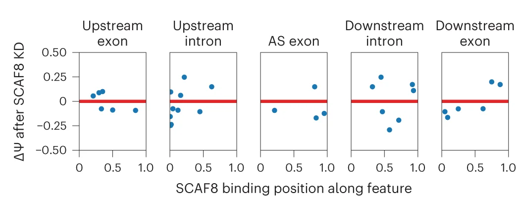 Open access visualization of Scatter Plot, Line Plot, Scatter Plots, Knockdown-sensitive Skipped Exon Events, SCAF8