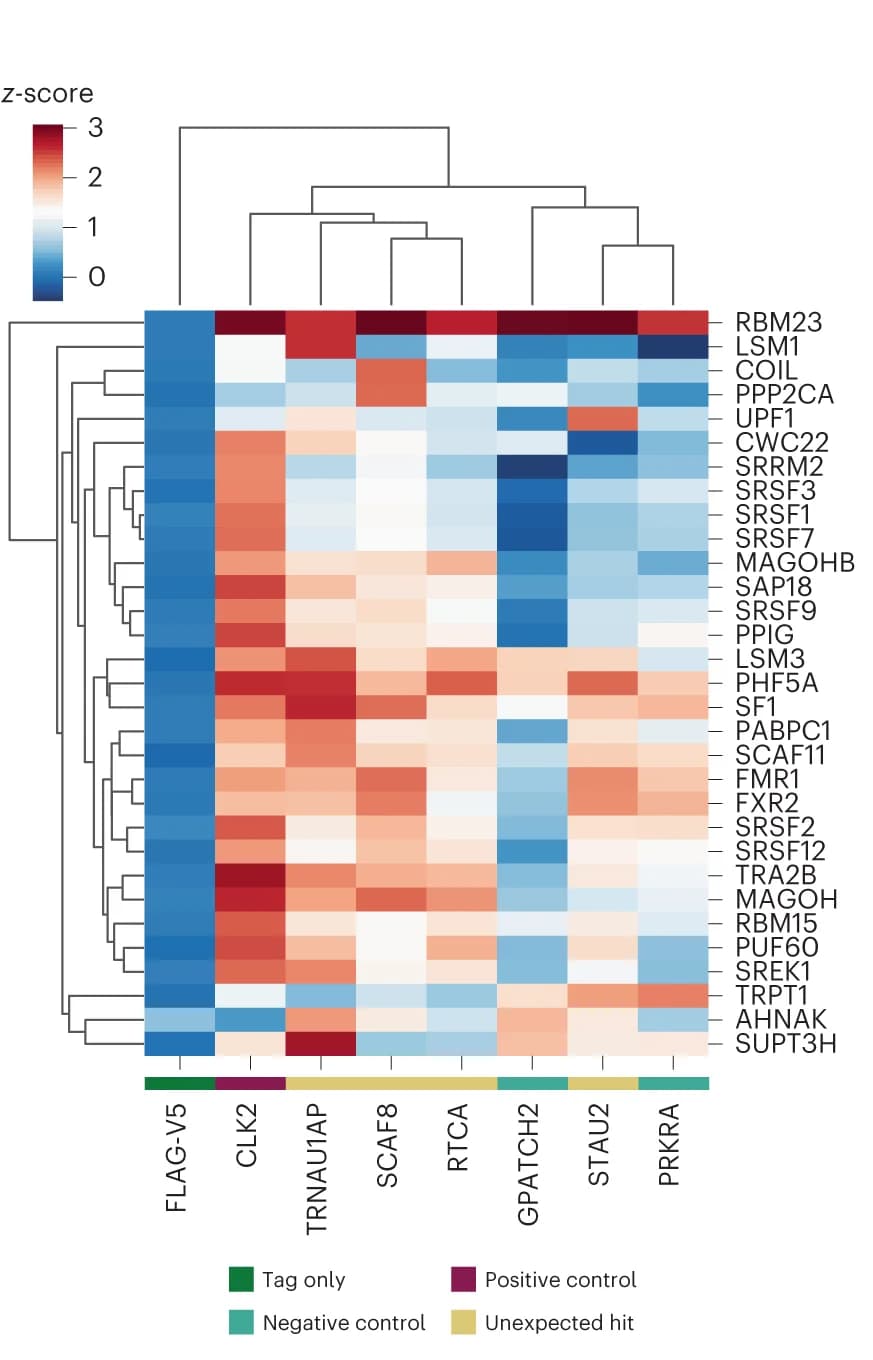 Open access visualization of Heatmap, Clustered, Heat Map, Z-Scores, AP-MS