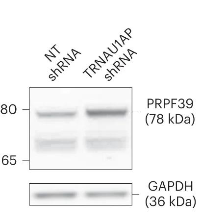 Open access visualization of Gel, Western Blot, PRPF39, HEK293T Cells, TRNAU1AP