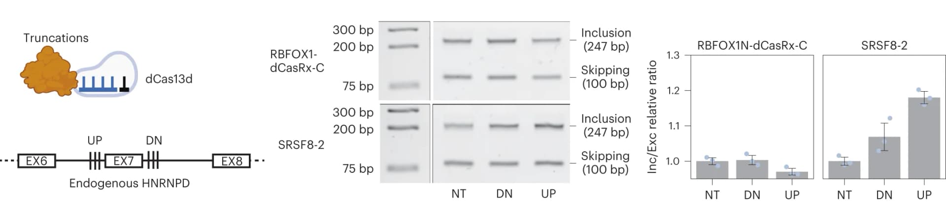 Open access visualization of Bar Plot, Error Bars, Gel, Illustration, Truncation-dCas13d Fusion
