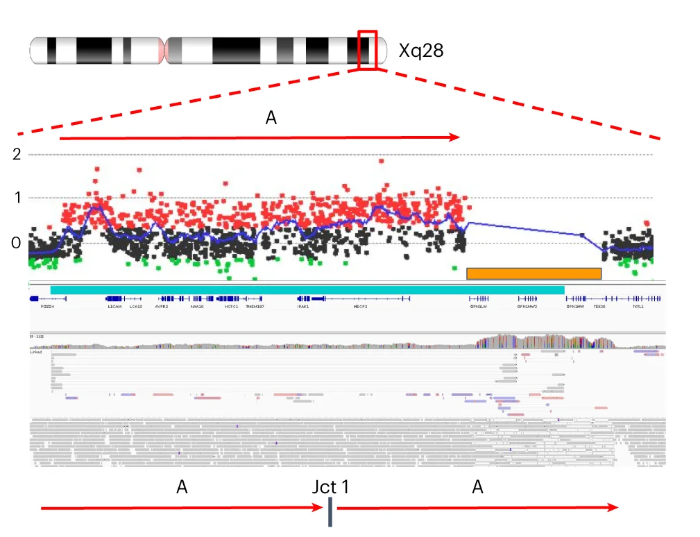 Open access visualization of Line Plot, Scatter Plot, Tandem Duplication, Sniffles2, Segmental Duplication