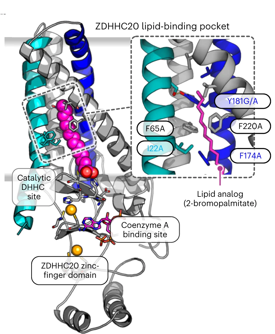 Open access visualization of Protein Structure, Chemical Structure, X-ray Structure, ZDHHC20, Lipid Mimic