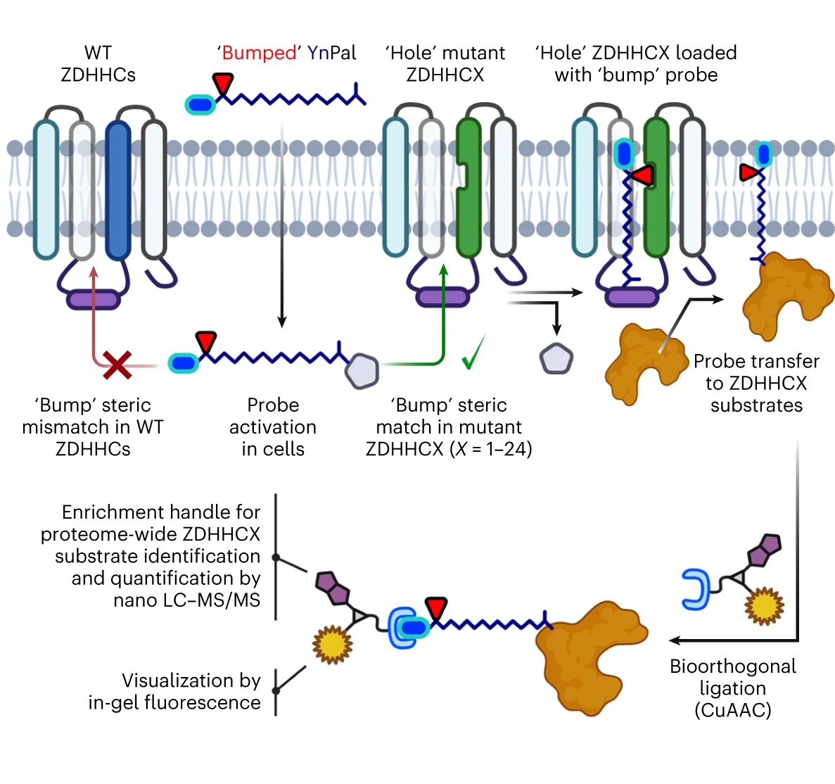 Open access visualization of Workflow, Illustration, ZDHHC, Mutant, Lipid Substrate Probe