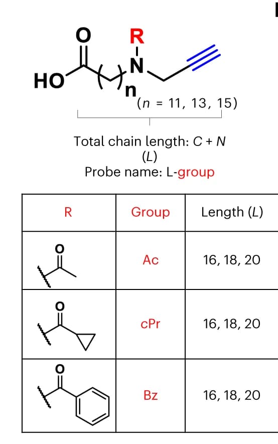 Open access visualization of Chemical Structure, Table Image, Fatty Acid Probes, Alkynyl Click-Handle, Chain Length