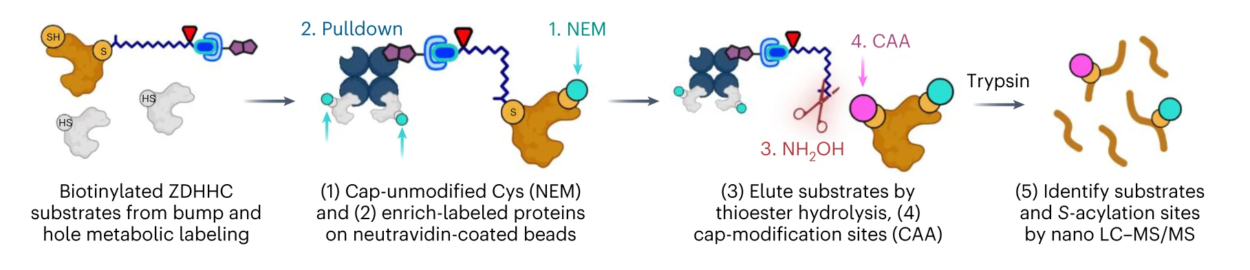 Open access visualization of Workflow, Flowchart, Chemical Proteomic, OBH Workflow, S-Acyltransferase