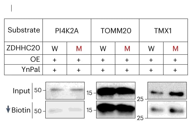 Open access visualization of Gel, Table Image, S-Acylation, Substrates, Endogenous Levels