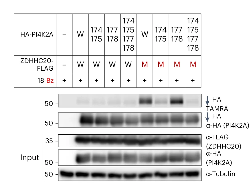 Open access visualization of Gel, Table Image, ZDHC20(Y181G), Cysteines, Substrates