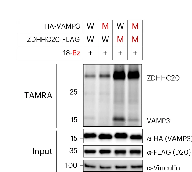 Open access visualization of Gel, HA-VAMP3 S-Acylation, HA-BCAP31 S-Acylation, ZDHHC20, 18-Bz Bumped Probe