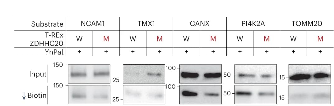 Open access visualization of Gel, Table Image, S-Acylation, Cell Lines, Lysates
