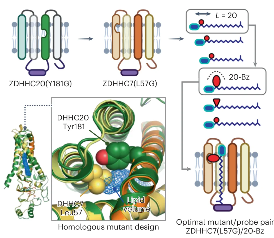 Open access visualization of Workflow, Illustration, Protein Structure, Chemical Structure, ZDHH7