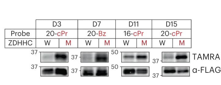 Open access visualization of Gel, Table Image, Bump-hole Analysis, N-FLAG-tagged, WT ZDHHCs