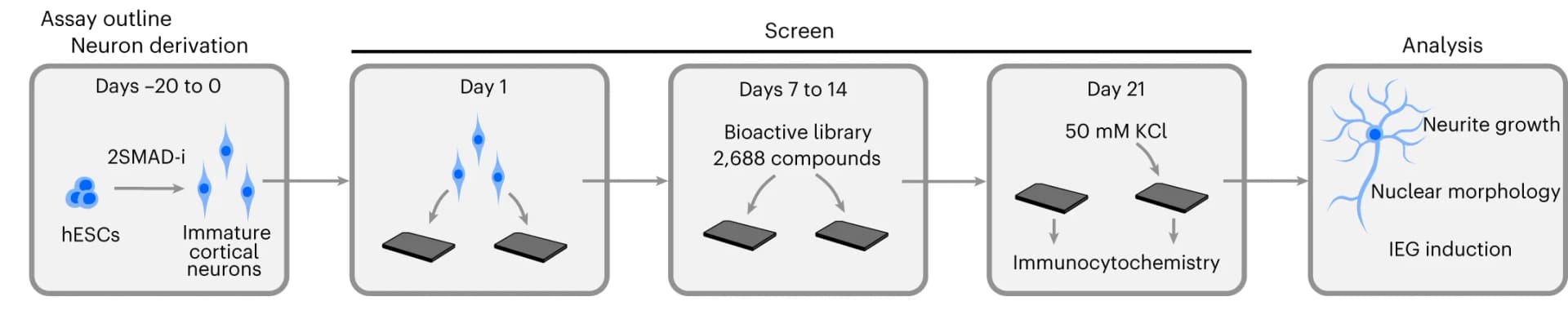 Open access visualization of Workflow, Flowchart, Illustration, Screening Protocol, hPSC-derived Excitatory Cortical Neurons