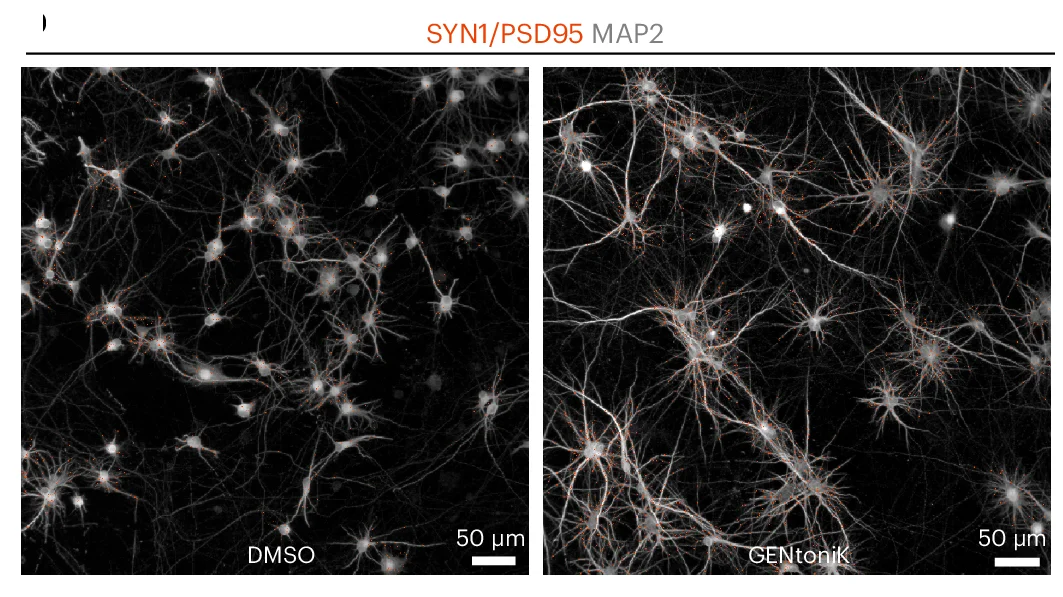 Open access visualization of Microscopy, hPSC Neurons, Synaptic Markers, SYN1, PSD95