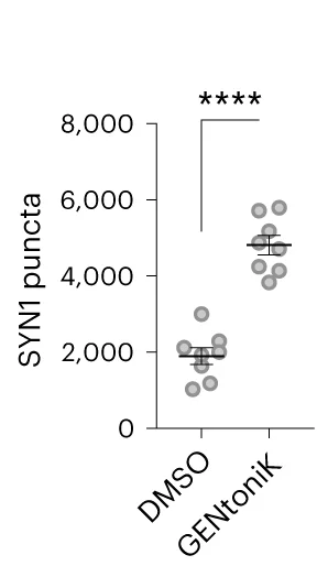 Open access visualization of Scatter Plot, Error Bars, SYN1, Cortical Organoids, Quantification