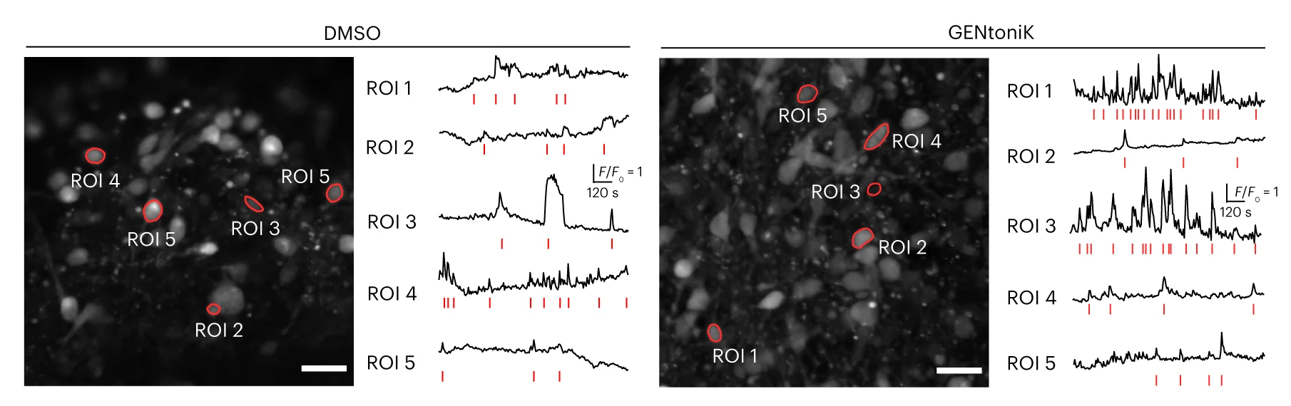 Open access visualization of Line Plot, Microscopy, Confocal Images, Calcium Imaging, Fluo-4 AM