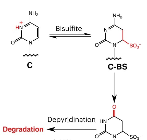 Open access visualization of Workflow, Chemical Structure, BS-seq, DNA Degradation