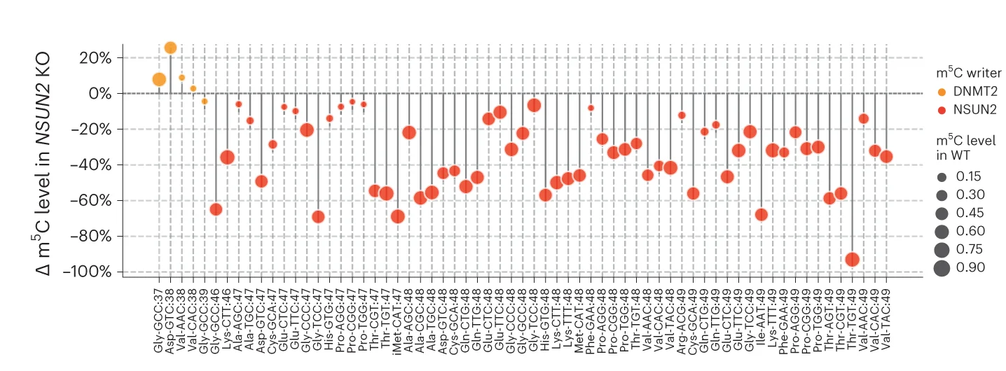 Open access visualization of Bubble Plot, tRNA m5C Sites, WT Cell Lines, NSUN2 KO Cell Lines, DNMT2