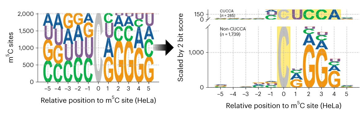 Open access visualization of Workflow, Illustration, Motif Enrichment, m5C Sites, HeLa Cells