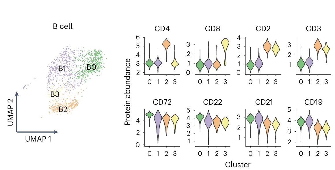 Open access visualization of Violin Plot, UMAP, Scatter Plot, B Cell Subclusters, Violin Plots
