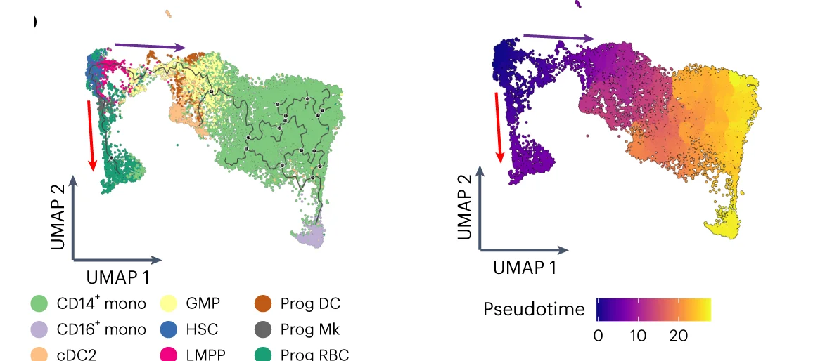 Open access visualization of UMAP, Scatter Plot, Trajectory, Pseudotime, Myeloid Cells