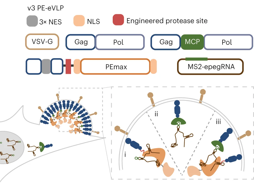 Open access visualization of Workflow, Illustration, PE-eVLPs, MCP-MS2, epegRNAs