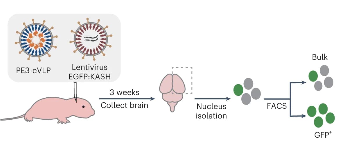 Open access visualization of Workflow, Illustration, ICV Injection, FACS, Neonatal