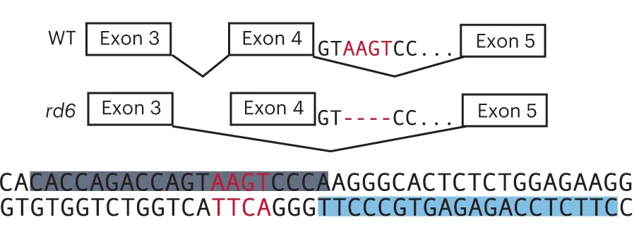 Open access visualization of Workflow, PE3b Strategy, Mfrp, rd6 Mice, epegRNA Spacer