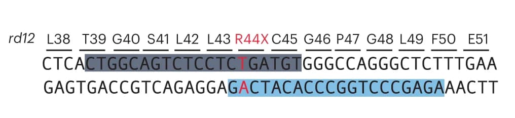 Open access visualization of Illustration, Table Image, R44X Mutation, Rpe65 Exon 3, rd12 Mouse Model