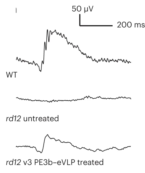 Open access visualization of Line Plot, ERG Waveforms, C57BL/6J Mice, rd12 Mice, PE3-eVLP