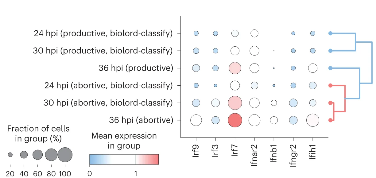Open access visualization of Bubble Plot, Clustered, Abortive Cells, Interferon Response, Interferon Regulatory Factors