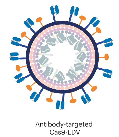 Open access visualization of Illustration, scFv, VSVGmut, Cas9-EDV, Cas9-sgRNA