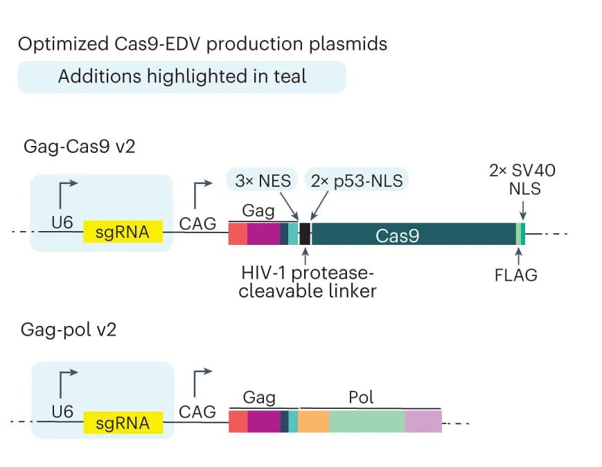 Open access visualization of Workflow, Illustration, Gag-Cas9, Gag-pol Cas9-EDV, Plasmids