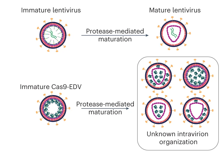 Open access visualization of Workflow, Illustration, Cas9-EDV, Cas9 RNPs, Proteolytic Maturation