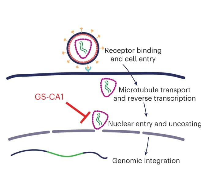 Open access visualization of Workflow, Illustration, GS-CA1, HIV-1 Capsid, Nuclear Import