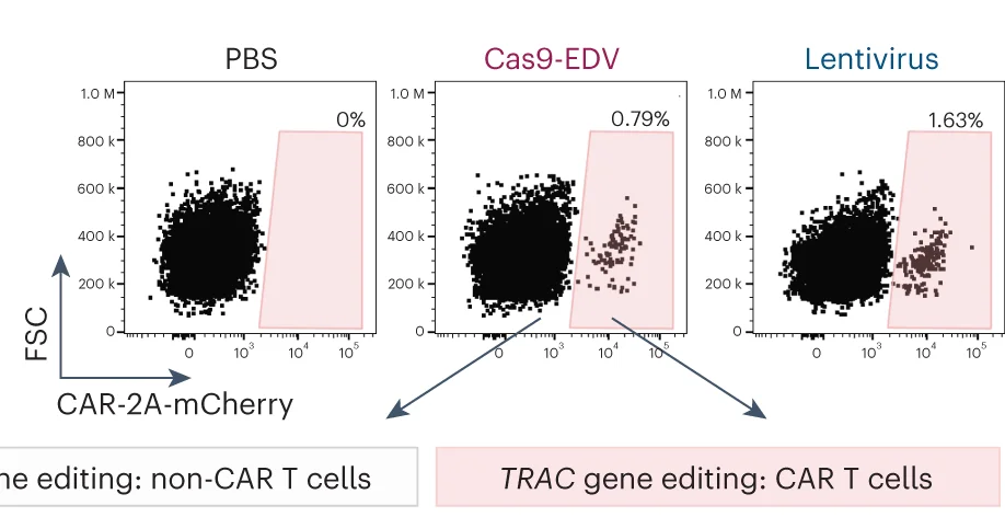Open access visualization of Scatter Plot, Flow Cytometry, CAR-expressing Human T Cells, PBMC-Humanized Mice, Cas9-EDV