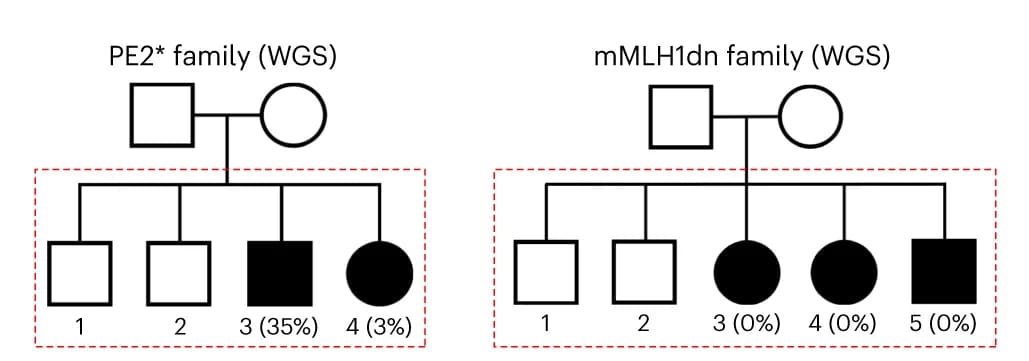 Open access visualization of Illustration, Pedigrees, Mouse Families, PE2* Family, Embryos