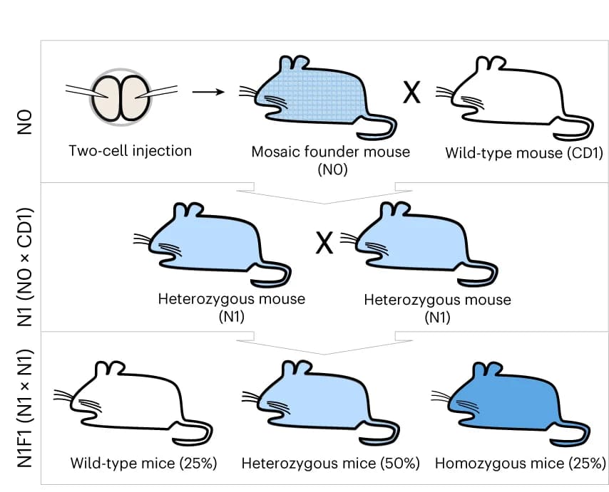 Open access visualization of Workflow, Illustration, N0 Founder Mice, N1 Generation, N1F1 Generation