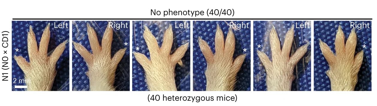 Open access visualization of Photo, Front Paws, Pups, N1 Mice, Heterozygous