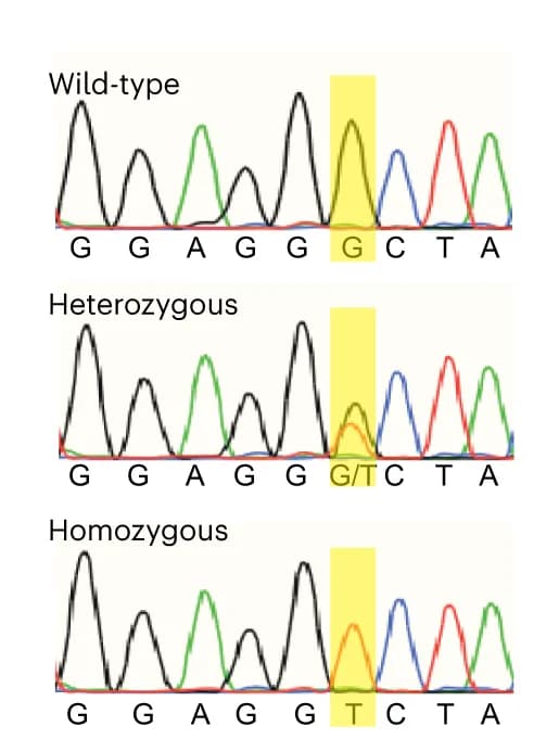 Open access visualization of Line Plot, Sanger Sequencing, N1F1 Mice, Wild-type, Heterozygous