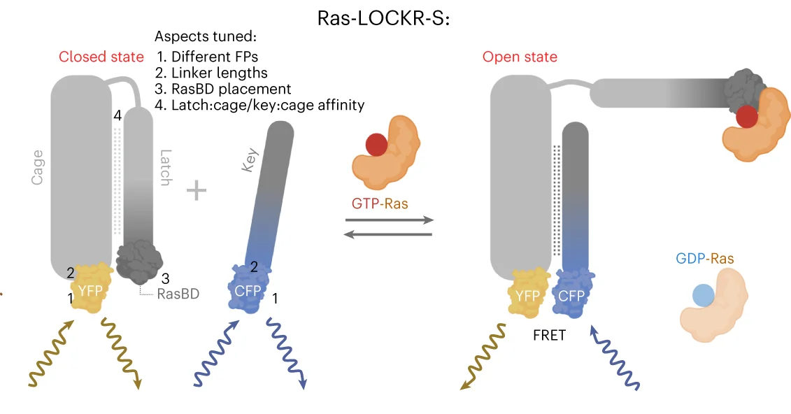 Open access visualization of Workflow, Illustration, Ras-LOCKR-S, Optimization