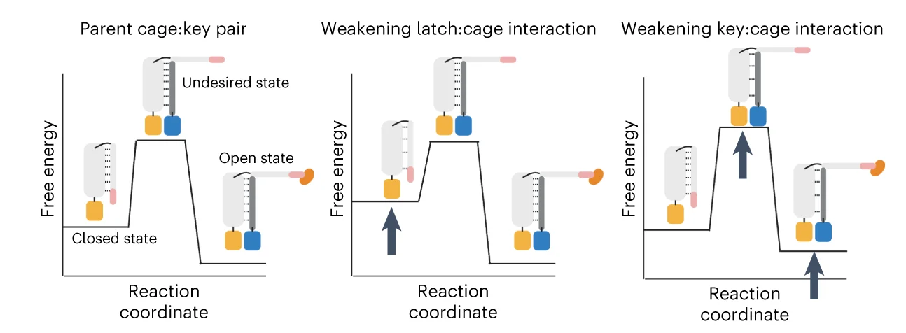 Open access visualization of Line Plot, Illustration, Ras-LOCKR-S, Switching Energetics