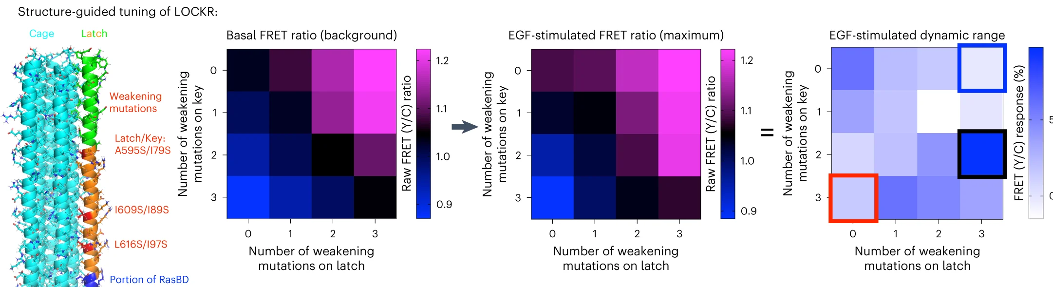 Open access visualization of Heatmap, Ras-LOCKR-S, FRET, Mutations, Heat Maps