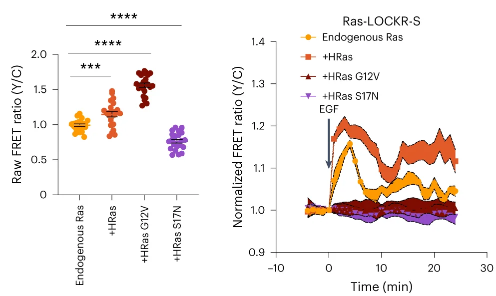 Open access visualization of Scatter Plot, Line Plot, Error Bars, FRET Ratio, Ras-LOCKR-S