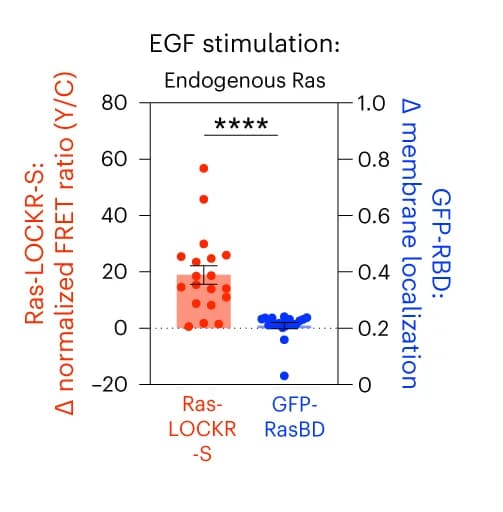 Open access visualization of Scatter Plot, Error Bars, Ras-LOCKR-S, GFP-RasBD, EGF Stimulation