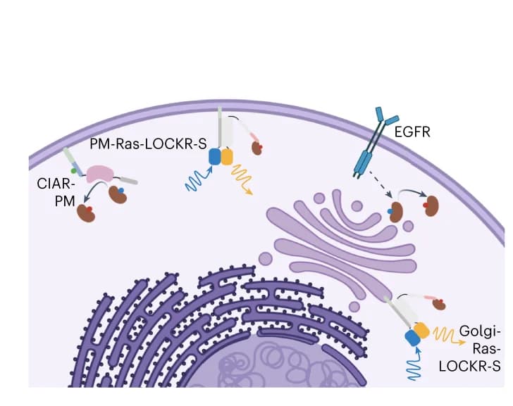 Open access visualization of Illustration, Workflow, Ras-LOCKR-S, EGF Receptor, CIAR