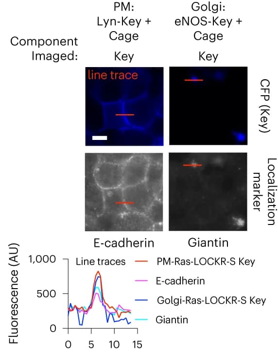 Open access visualization of Line Plot, Microscopy, 293T Cells, Ras-LOCKR-S, Localization Markers