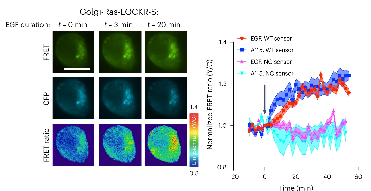 Open access visualization of Line Plot, Error Bars, Microscopy, Heatmap, CIAR-PM-293 Cells