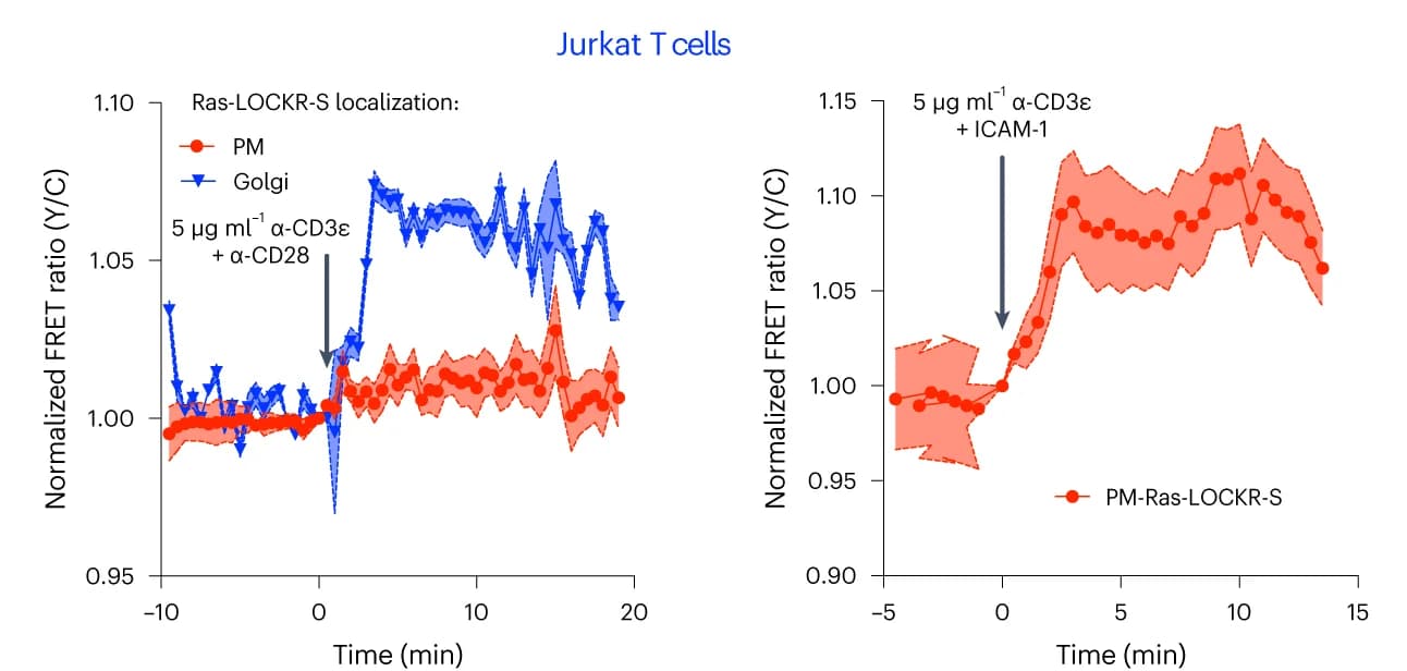 Open access visualization of Line Plot, Error Bars, Jurkat T Cells, Ras-LOCKR-S, Golgi