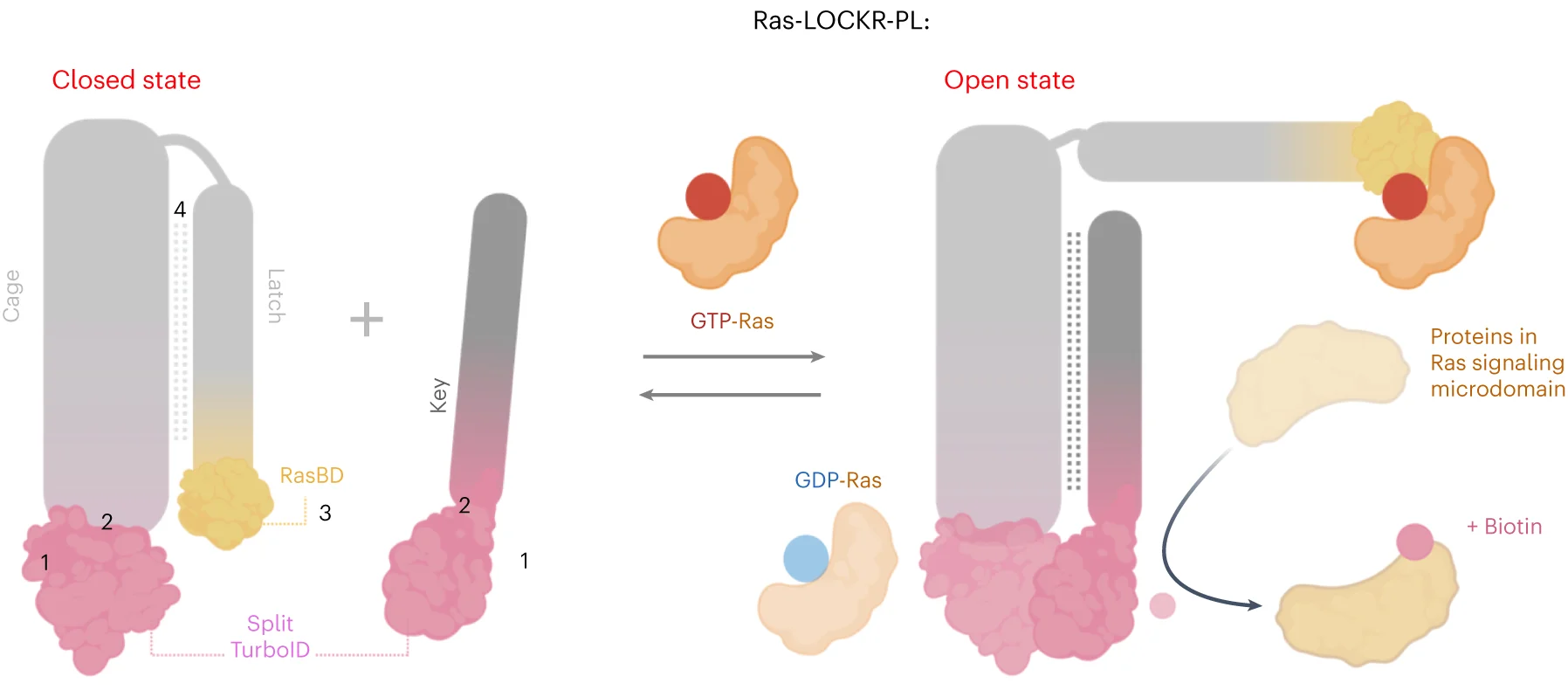 Open access visualization of Workflow, Illustration, Ras-LOCKR-PL, TurboID, GTP-Ras